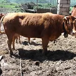 萨坦卡诺尔农场招待所 Tergu
