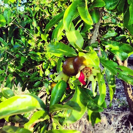 Farm stay Sa Tanca Noa *